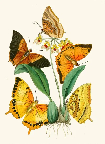The cabinet of oriental entomology Pl XXII by John Obadiah Westwood, 1848 — digital art print download