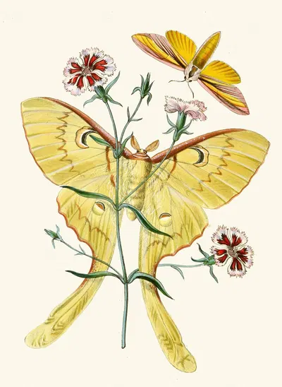 The cabinet of oriental entomology Pl XXIII by Джон Обадия Уэствуд, 1848 — digital art print download