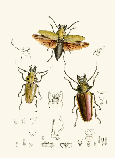 The cabinet of oriental entomology Pl XXIV by Джон Обадия Уэствуд, 1848 — digital art print download