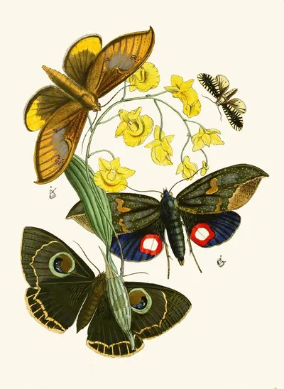 The cabinet of oriental entomology Pl XXIX by Джон Обадия Уэствуд, 1848 — digital art print download
