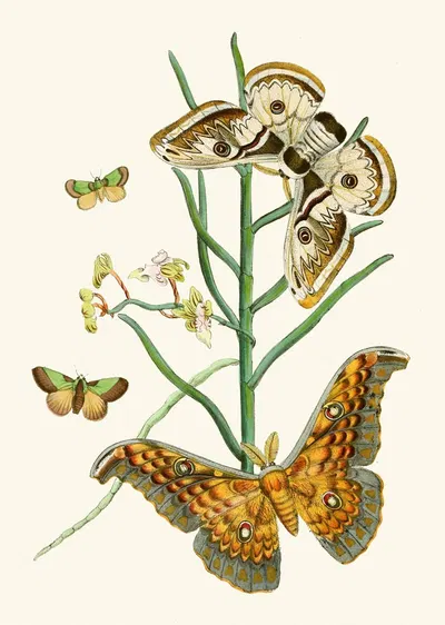 The cabinet of oriental entomology Pl XXV by Джон Обадия Уэствуд, 1848 — digital art print download