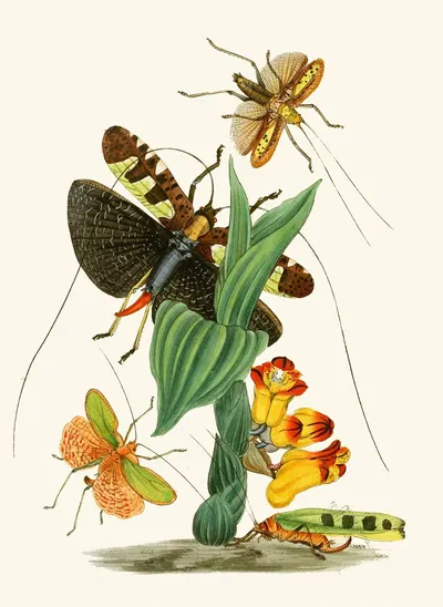 The cabinet of oriental entomology Pl XXVI by Джон Обадия Уэствуд, 1848 — digital art print download