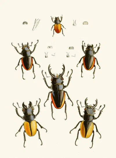 The cabinet of oriental entomology Pl XXVII by Джон Обадия Уэствуд, 1848 — digital art print download