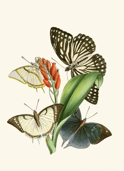 The cabinet of oriental entomology Pl XXVIII by Джон Обадия Уэствуд, 1848 — digital art print download