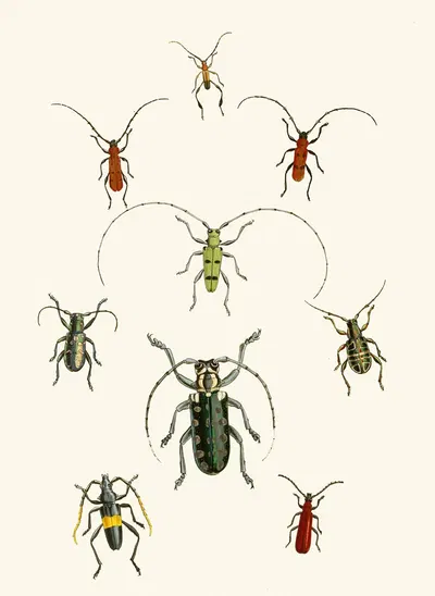 The cabinet of oriental entomology Pl XXX by Джон Обадия Уэствуд, 1848 — digital art print download
