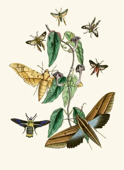 The cabinet of oriental entomology Pl XXXI by Джон Обадия Уэствуд, 1848 — digital art print download