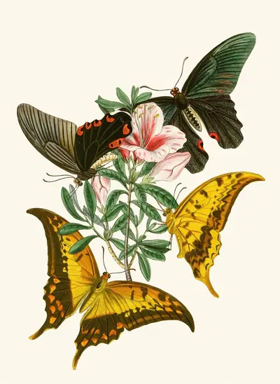 The cabinet of oriental entomology Pl XXXII by Джон Обадия Уэствуд, 1848 — digital art print download