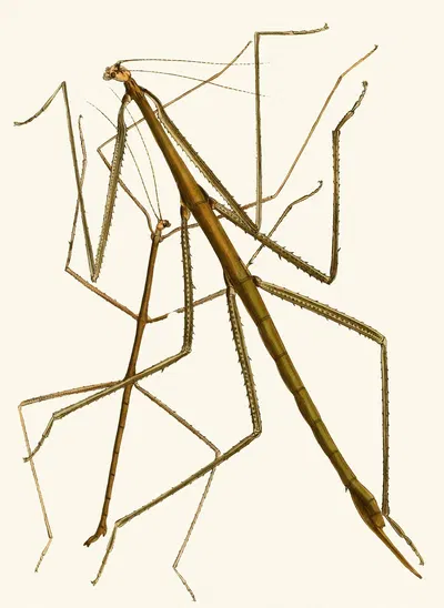 The cabinet of oriental entomology Pl XXXIII by Джон Обадия Уэствуд, 1848 — digital art print download