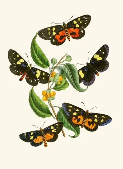 The cabinet of oriental entomology Pl XXXIV by Джон Обадия Уэствуд, 1848 — digital art print download