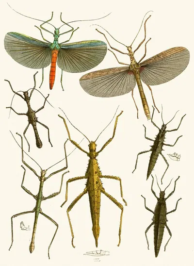 The cabinet of oriental entomology Pl XXXIX by Джон Обадия Уэствуд, 1848 — digital art print download