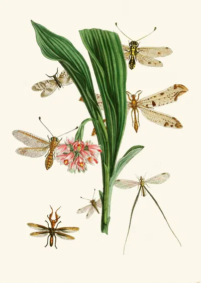 The cabinet of oriental entomology Pl XXXV by Джон Обадия Уэствуд, 1848 — digital art print download