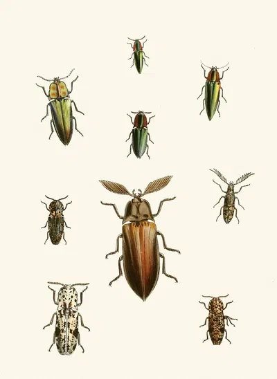 The cabinet of oriental entomology Pl XXXVI by Джон Обадия Уэствуд, 1848 — digital art print download
