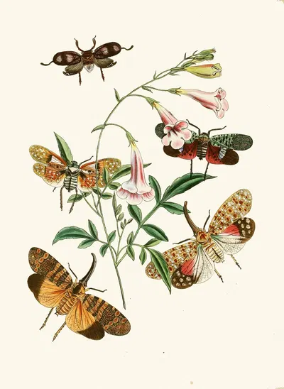 The cabinet of oriental entomology Pl XXXVII by Джон Обадия Уэствуд, 1848 — digital art print download