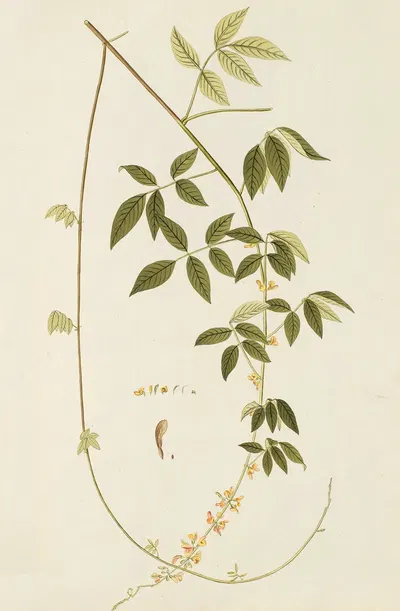 Selectarum stirpium Americanarum historia Pl.187 by Nikolaus Joseph Freiherr von Jacquin, 1780 — digital art print download
