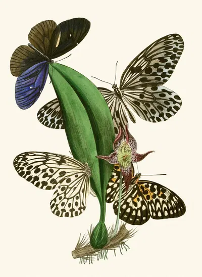 The cabinet of oriental entomology Pl XXXVIII by Джон Обадия Уэствуд, 1848 — digital art print download
