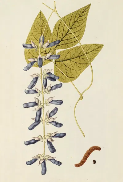 Selectarum stirpium Americanarum historia Pl.188 by Nikolaus Joseph Freiherr von Jacquin, 1780 — digital art print download