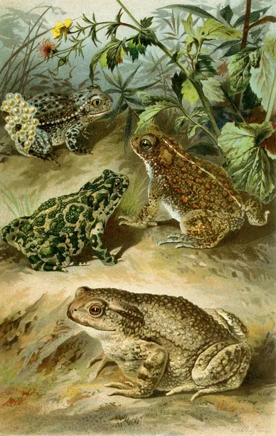 Bufo vulgaris, Bufo viridis, Bufo calamita, Alytes obstetricans by Bruno Dürigen, 1897 — digital art print download
