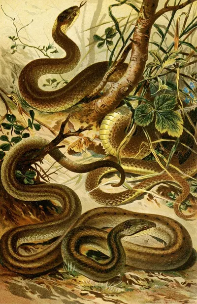 Coluber Aeskulapii, Coronella austriaca by Bruno Dürigen, 1897 — digital art print download