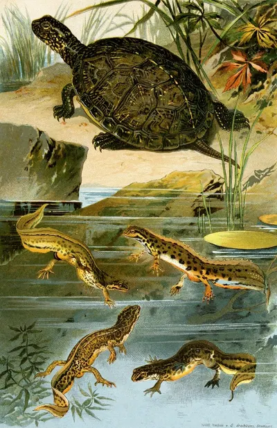 Emys europaea, Triton Vulgaris, Triton Paradoxus by Bruno Dürigen, 1897 — digital art print download
