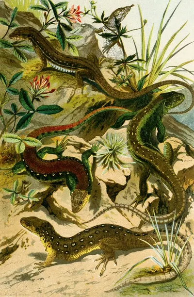 Lacerta agilis, var. erythromotus, Lac. muralis by Bruno Dürigen, 1897 — digital art print download