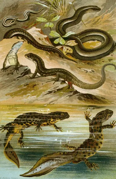Lacerta vivipara, Triton cristatus, Anguis fragilis by Bruno Dürigen, 1897 — digital art print download
