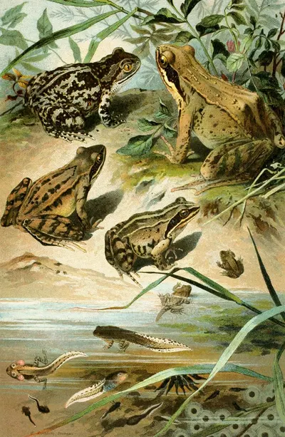 Pelobates fuscus, Rana agilis, Rana arvalis, Rana muta by Bruno Dürigen, 1897 — digital art print download