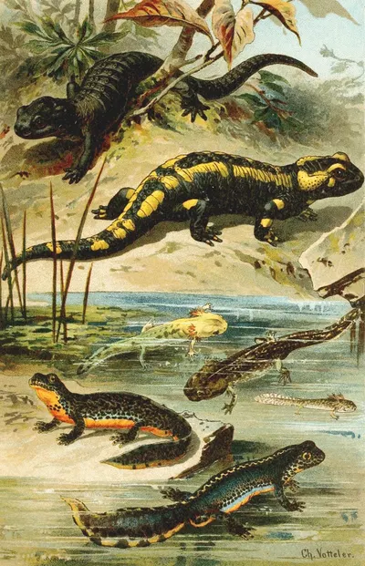 Salamander maculosa, Salamander atra, Triton alpestris by Bruno Dürigen, 1897 — digital art print download