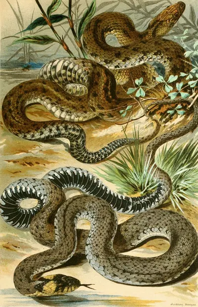 Tropidonotus tessellatus, Tropidonotus natrix by Bruno Dürigen, 1897 — digital art print download
