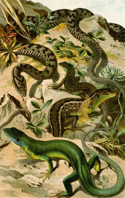 Vipera aspis, Lacerta viridis by Bruno Dürigen, 1897 — digital art print download