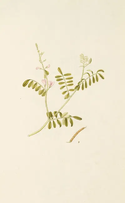 Selectarum stirpium Americanarum historia Pl.192 by Nikolaus Joseph Freiherr von Jacquin, 1780 — digital art print download