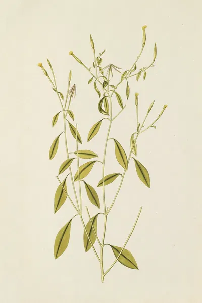 Selectarum stirpium Americanarum historia Pl.195 by Nikolaus Joseph Freiherr von Jacquin, 1780 — digital art print download
