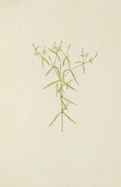 Selectarum stirpium Americanarum historia Pl.196 by Nikolaus Joseph Freiherr von Jacquin, 1780 — digital art print download