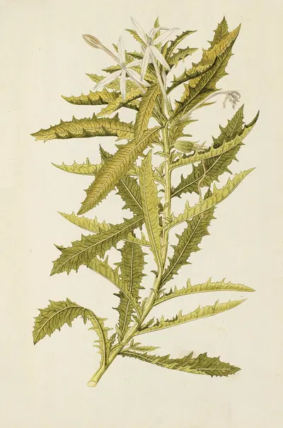 Selectarum stirpium Americanarum historia Pl.200 by Nikolaus Joseph Freiherr von Jacquin, 1780 — digital art print download