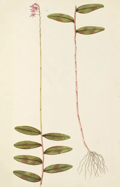 Selectarum stirpium Americanarum historia Pl.207 by Nikolaus Joseph Freiherr von Jacquin, 1780 — digital art print download