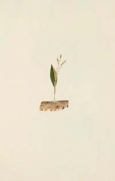 Selectarum stirpium Americanarum historia Pl.211 by Nikolaus Joseph Freiherr von Jacquin, 1780 — digital art print download