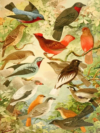 Anambés by Emil August Göldi, 1900-1906 — digital art print download