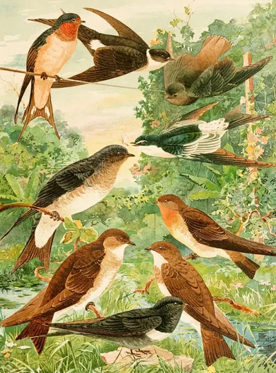 Andorinhas by Emil August Göldi, 1900-1906 — digital art print download