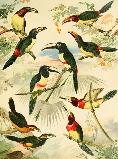 Araçarys by Emil August Göldi, 1900-1906 — digital art print download
