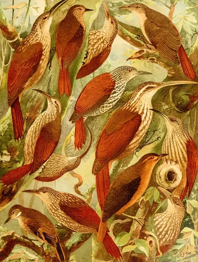Arapaçus by Emil August Göldi, 1900-1906 — digital art print download
