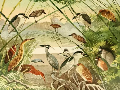 Arapapá, Taquiry, Socó-boi by Emil August Göldi, 1900-1906 — digital art print download