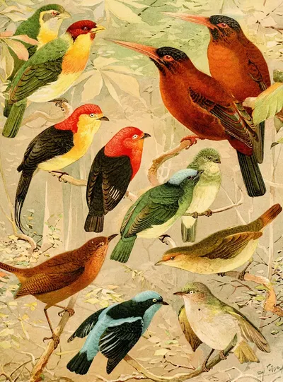 Arirambas da matta virgem, Uirá-purú diversos, Sahy by Emil August Göldi, 1900-1906 — digital art print download