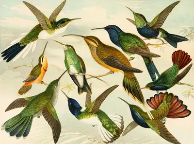 Beija-flores by Emil August Göldi, 1900-1906 — digital art print download