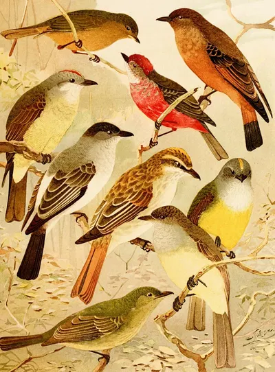 Bemtevís by Emil August Göldi, 1900-1906 — digital art print download