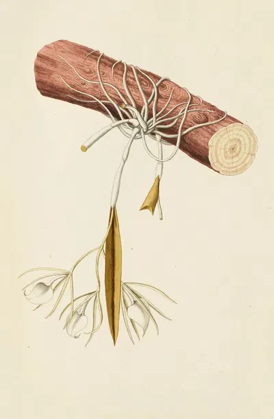 Selectarum stirpium Americanarum historia Pl.213 by Nikolaus Joseph Freiherr von Jacquin, 1780 — digital art print download