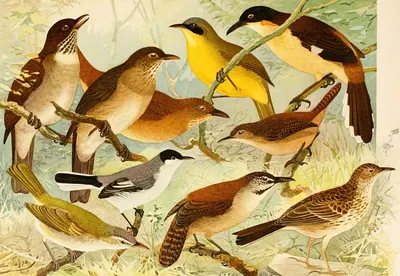 Carachué, Cuti-purú-í, Vô-vô by Emil August Göldi, 1900-1906 — digital art print download