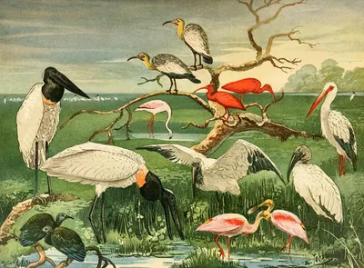 Cegonhas, Guarás, Colhereira by Emil August Göldi, 1900-1906 — digital art print download