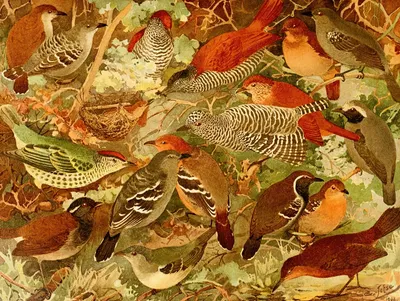 Chocas, Mbatarás, Papa-formigas, Vira-folhas by Emil August Göldi, 1900-1906 — digital art print download