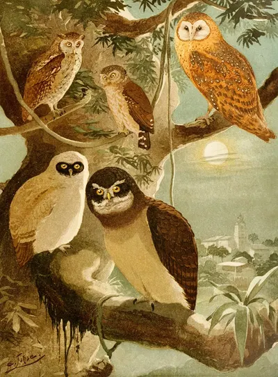 Corujas by Emil August Göldi, 1900-1906 — digital art print download