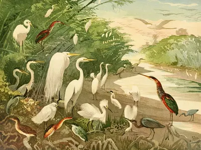 Garças by Emil August Göldi, 1900-1906 — digital art print download
