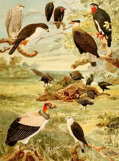 Gaviões by Emil August Göldi, 1900-1906 — digital art print download